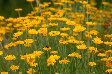 Färberkamille - Gelbe Kamille - Cota tinctoria