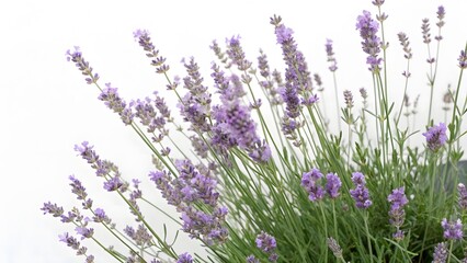 Obraz premium Lavender Flowers on White Background