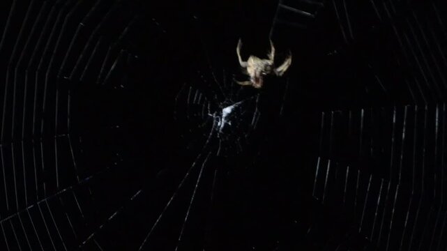 Uma pequena aranha tecendo a teia