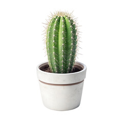 Cereus Cactus in Pot: A vibrant Cereus cactus, known for its striking columnar shape and prominent spines, thrives in a simple, elegant pot.  A symbol of resilience and desert beauty.