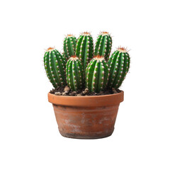 Cactus in a Terracotta Pot: A vibrant green cactus plant thrives in a classic terracotta pot, showcasing its spiky resilience and natural beauty.