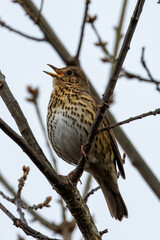 Song Thrush (Turdus philomelos), common in woodlands and gardens across Europe. Father Collins Park, Dublin.