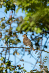 Song Thrush (Turdus philomelos), common in woodlands and gardens across Europe. Father Collins Park, Dublin.