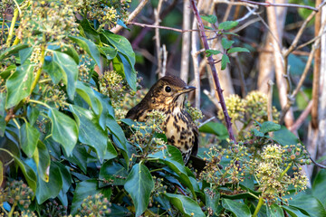 Song Thrush (Turdus philomelos), common in woodlands and gardens across Europe. Father Collins Park, Dublin.