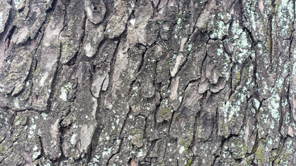 Tree bark with a rough, textured surface, close-up, details