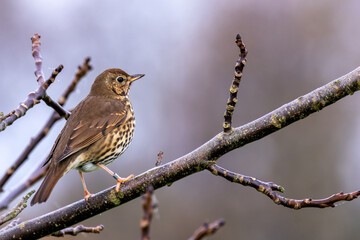 Song Thrush (Turdus philomelos), common in woodlands and gardens across Europe. Father Collins Park, Dublin.