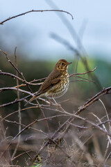 Song Thrush (Turdus philomelos), common in woodlands and gardens across Europe. Father Collins Park, Dublin.