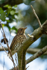 Song Thrush (Turdus philomelos), common in woodlands and gardens across Europe. Father Collins Park, Dublin.