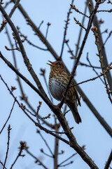 Song Thrush (Turdus philomelos), common in woodlands and gardens across Europe. Father Collins Park, Dublin.