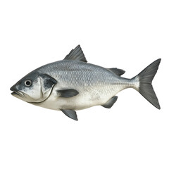 Naklejka premium Silverside Fish: A close-up of a single silverside fish, showcasing its streamlined body, shimmering scales, and prominent fins, against a clean backdrop. Its natural beauty is captivating.