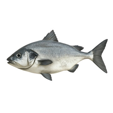 Silverside Fish: A close-up of a single silverside fish, showcasing its streamlined body, shimmering scales, and prominent fins, against a clean backdrop. Its natural beauty is captivating.