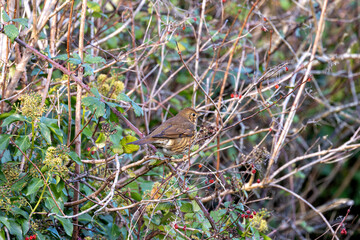 Song Thrush (Turdus philomelos), common in woodlands and gardens across Europe. Father Collins Park, Dublin.