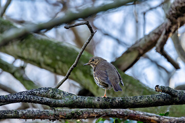 Song Thrush (Turdus philomelos), common in woodlands and gardens across Europe. Father Collins Park, Dublin.