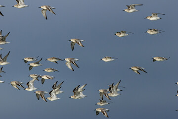 Red Knot (Calidris canutus), a shorebird found in Arctic tundra, spotted in Bull Island, Dublin