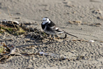 Pied Wagtail (Motacilla alba yarrellii) - Common in urban areas, wetlands, and coastal regions of Ireland