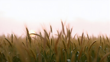 Wheat Field with Sunset, Agriculture Background