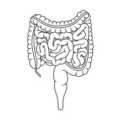 Anatomy of a Healthy Human Digestive System. Thin line illustration.