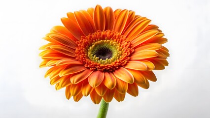 Vibrant Orange Gerbera Daisy Flower