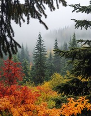 A clear autumn forest in the fog.
A landscape of dense coniferous forest with tall fir trees, surrounded by fog. The foreground is filled with bright autumn colors.