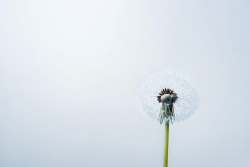 Fototapeta premium A bright yellow blossom perches on a green stalk over a pristine white background