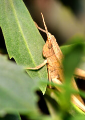 grasshopper resting on a leaf