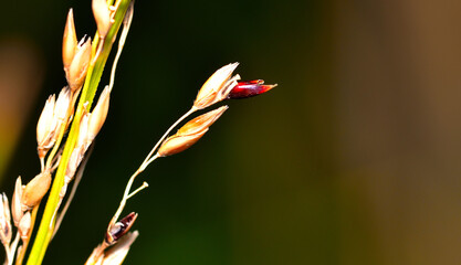 leaves, flowers, seeds, thorns, natural color