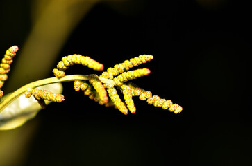 Fototapeta premium leaves, flowers, seeds, thorns, natural color
