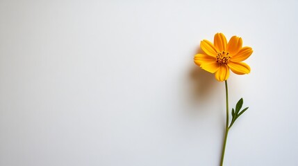 Obraz premium An elegant single orange buttercup flower set against a clean white background, creating a fresh and minimalist botanical look