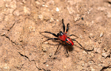 beautiful spider stalking a possible prey