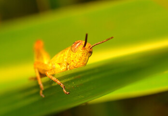 grasshopper resting on a leaf