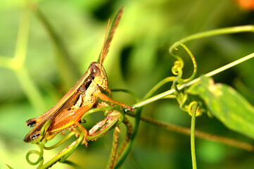 grasshopper resting on a leaf