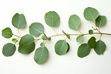 Obraz premium Eucalyptus leaves laid out on a white background in a flat top view, leaving room for text