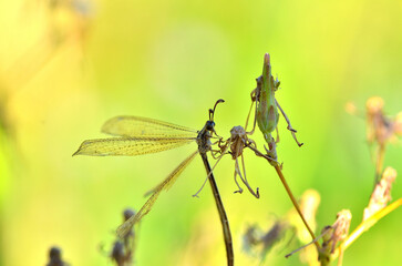 little dragonfly posing on a flower