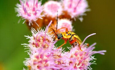 small beetle feeding on a flower