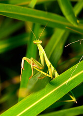 praying mantis stalking possible prey