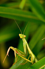 praying mantis stalking possible prey