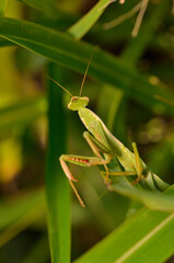 praying mantis stalking possible prey