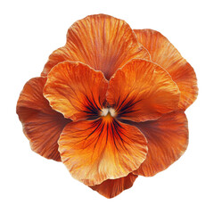 Pansy flower isolated on transparent background