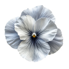 Obraz premium Pansy flower isolated on transparent background