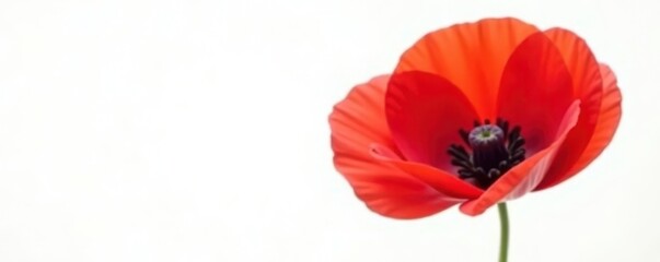 Obraz premium Single red poppy, vibrant petals, white background, petal, plant