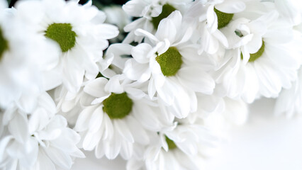 A bouquet of white flowers of chrysanthemum on white background
