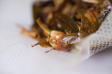 Close up of dried herbal in Thailand inhaler for nose relief or sickness