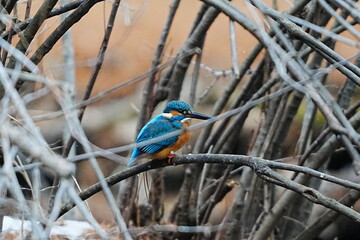 獲物を狙うカワセミ