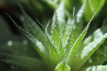 succulent shine closeup