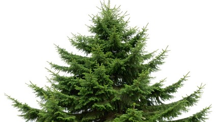 Top of a Spruce Tree against White Background