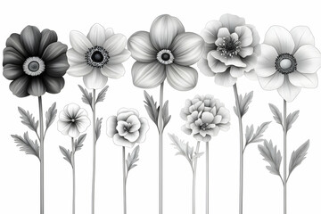 Obraz premium Monochrome Floral Arrangement: Black and White Flowers on White Background