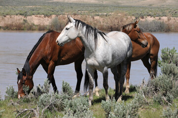 Fototapeta premium Horses Watching
