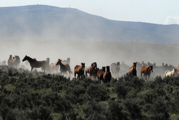 Herd of Horses