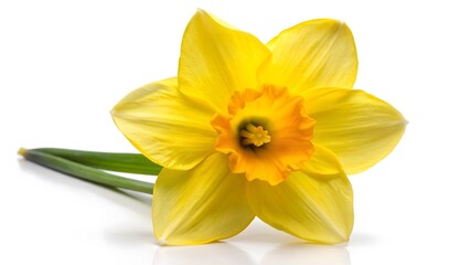 Single Yellow Daffodil Flower on White Background