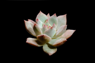 Side view closeup of Echeveria Blue bird leaf petals succulent plant, beautiful flower in red pinky color. Isolated on black background